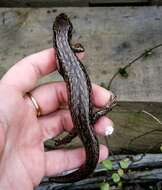 Image of MacGregor's New Zealand Skink