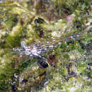 Image of barred estuarine shrimp