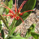 Imagem de Grevillea glossadenia Mc Gill.