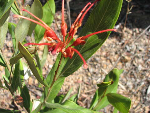 Image of Grevillea glossadenia Mc Gill.