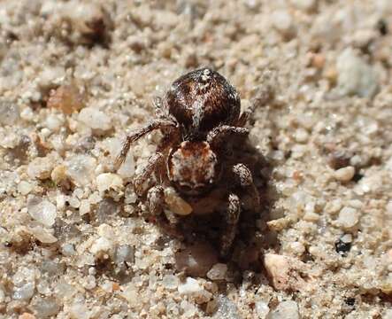 Image of Habronattus peckhami (Banks 1921)