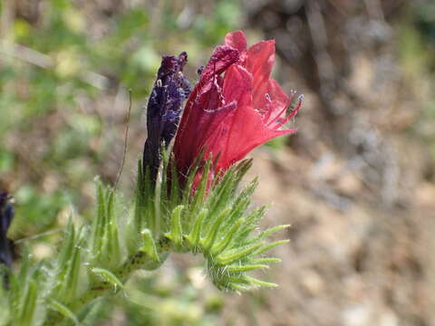 Image of Echium creticum subsp. creticum