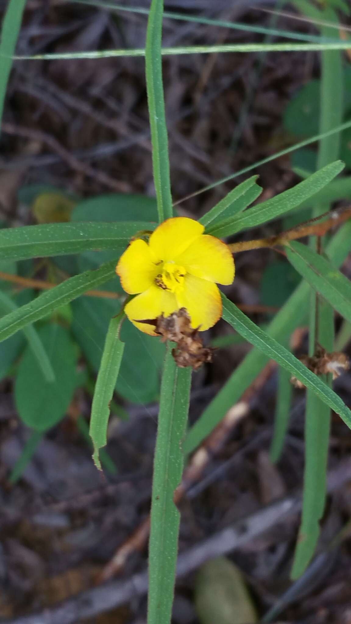 Image of Cheirolaena linearis Benth.