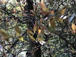 Image of Photinia arguta Wall. ex Lindl.