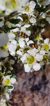 Image de Castiarina inconspicua (Saunders 1868)