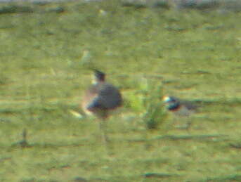 Image of ringed plover, common ringed plover