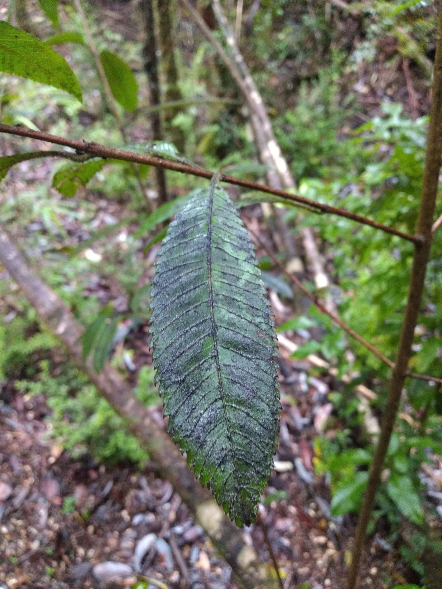 Sivun Caldcluvia paniculata D. Don kuva