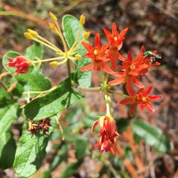 Imagem de Asclepias tuberosa subsp. rolfsii (Britt. ex Vail) Woods.