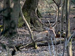 Image of <i>Cervus elaphus italicus</i>