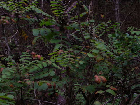 صورة Comocladia macrophylla (Hook. & Arn.) L. Riley