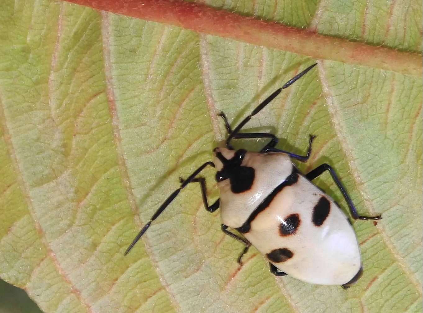 Image of <i>Eucorysses grandis</i>