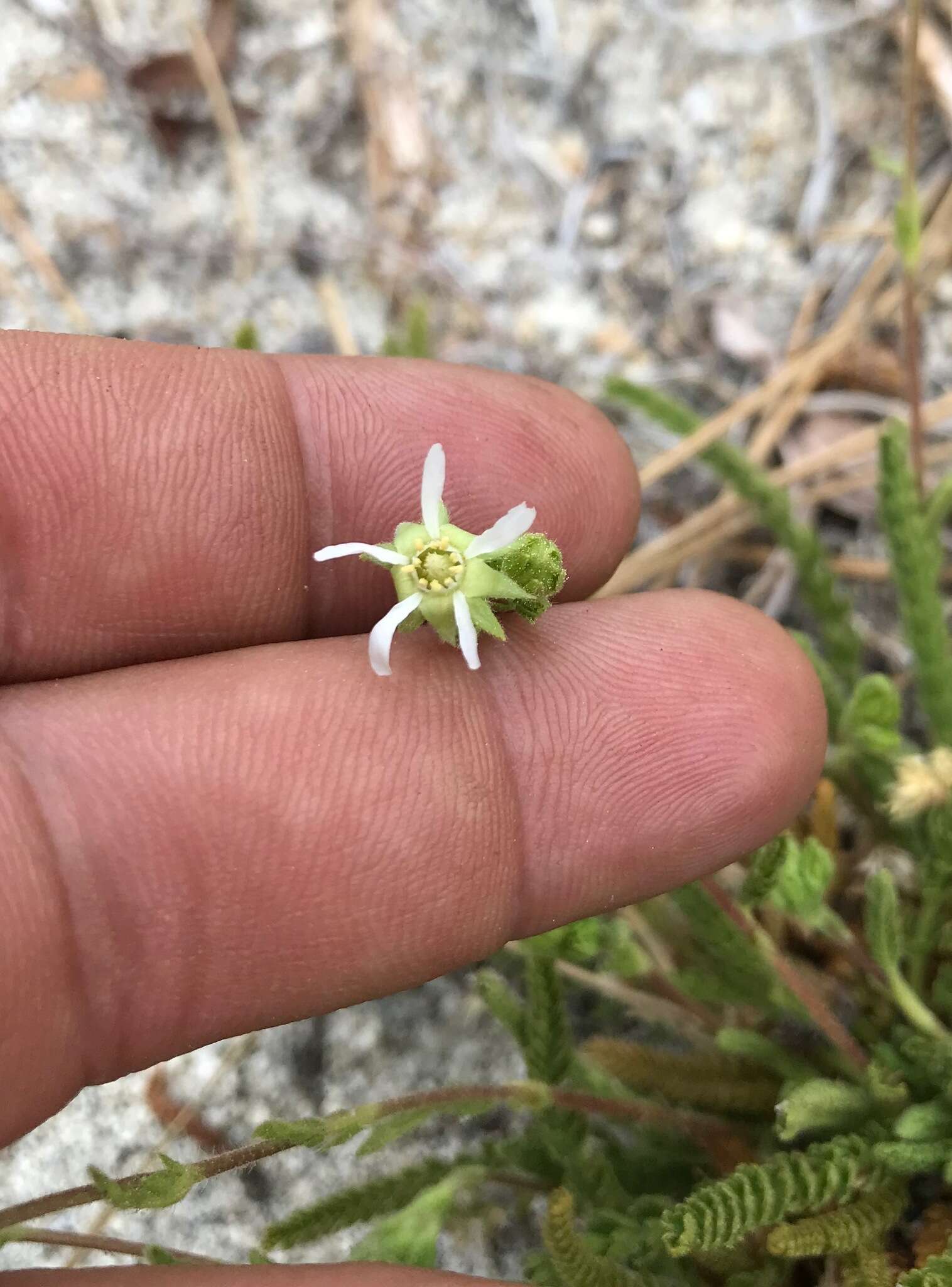 Image of Horkelia clevelandii var. brevibracteata