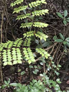 Imagem de Caesalpinia vernalis Benth.