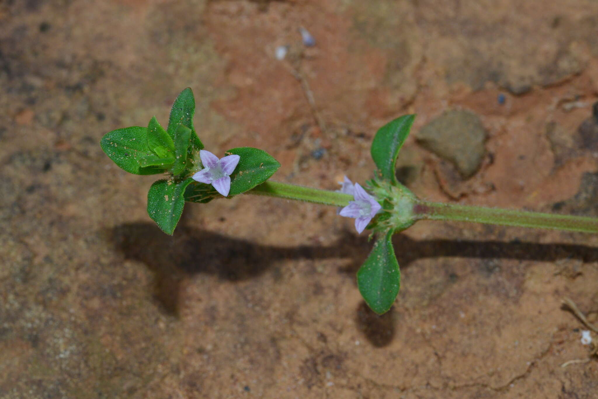 Image de Spermacoce articularis L. fil.