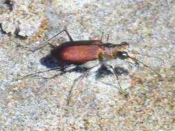 Image of Cicindela (Calomera) concolor Dejean 1822