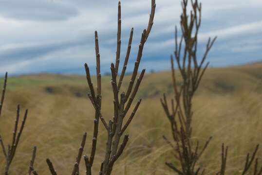 Image de Carmichaelia crassicaulis subsp. crassicaulis