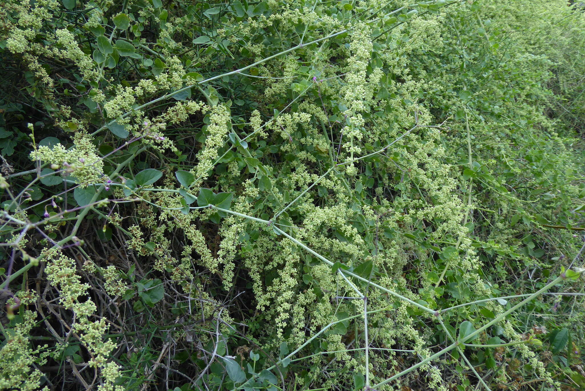 Image of Cryptocarpus