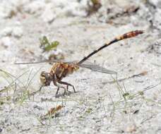 Imagem de Progomphus alachuensis Byers 1939