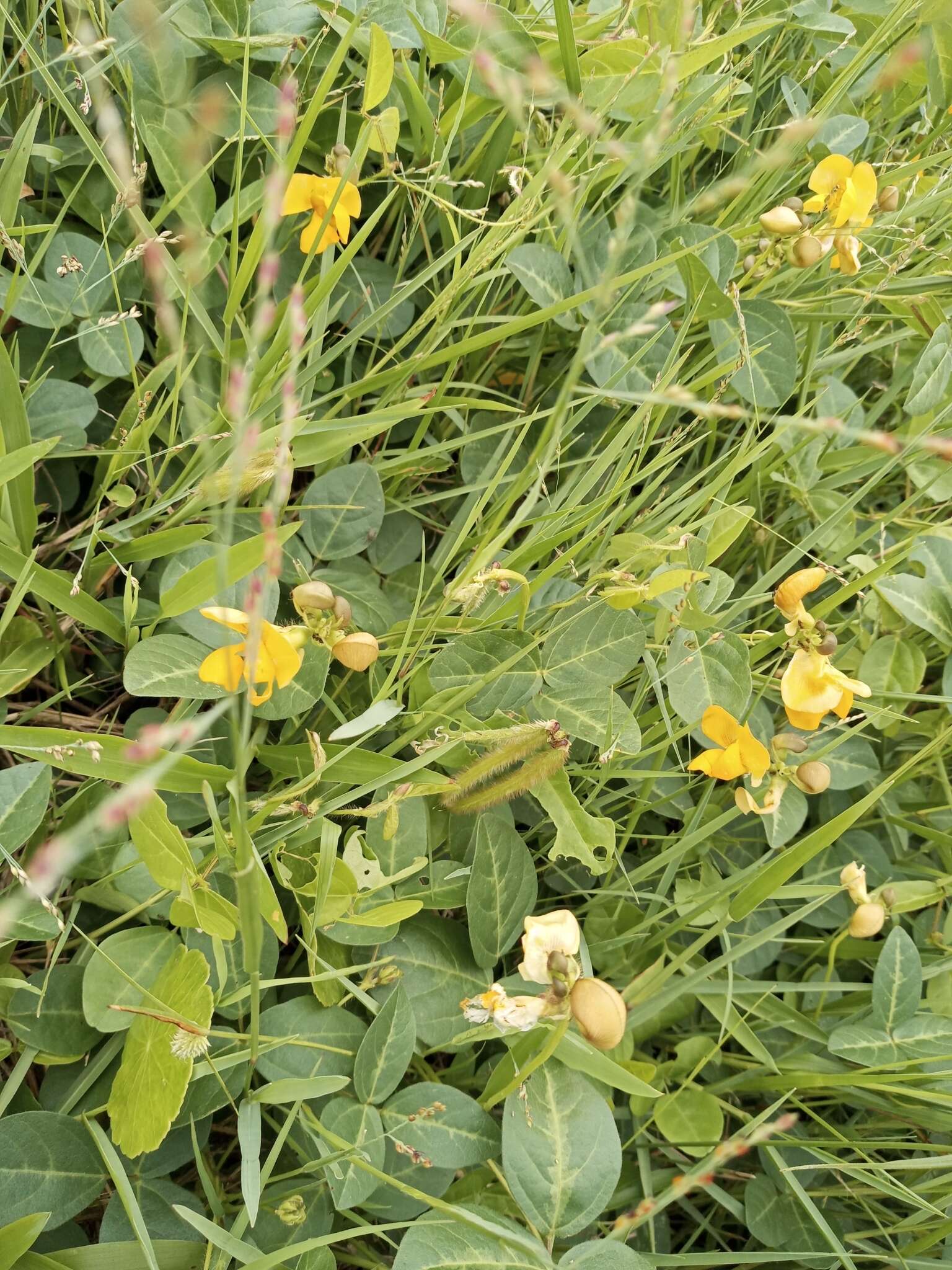 Image of Long-Leaf Cow-Pea