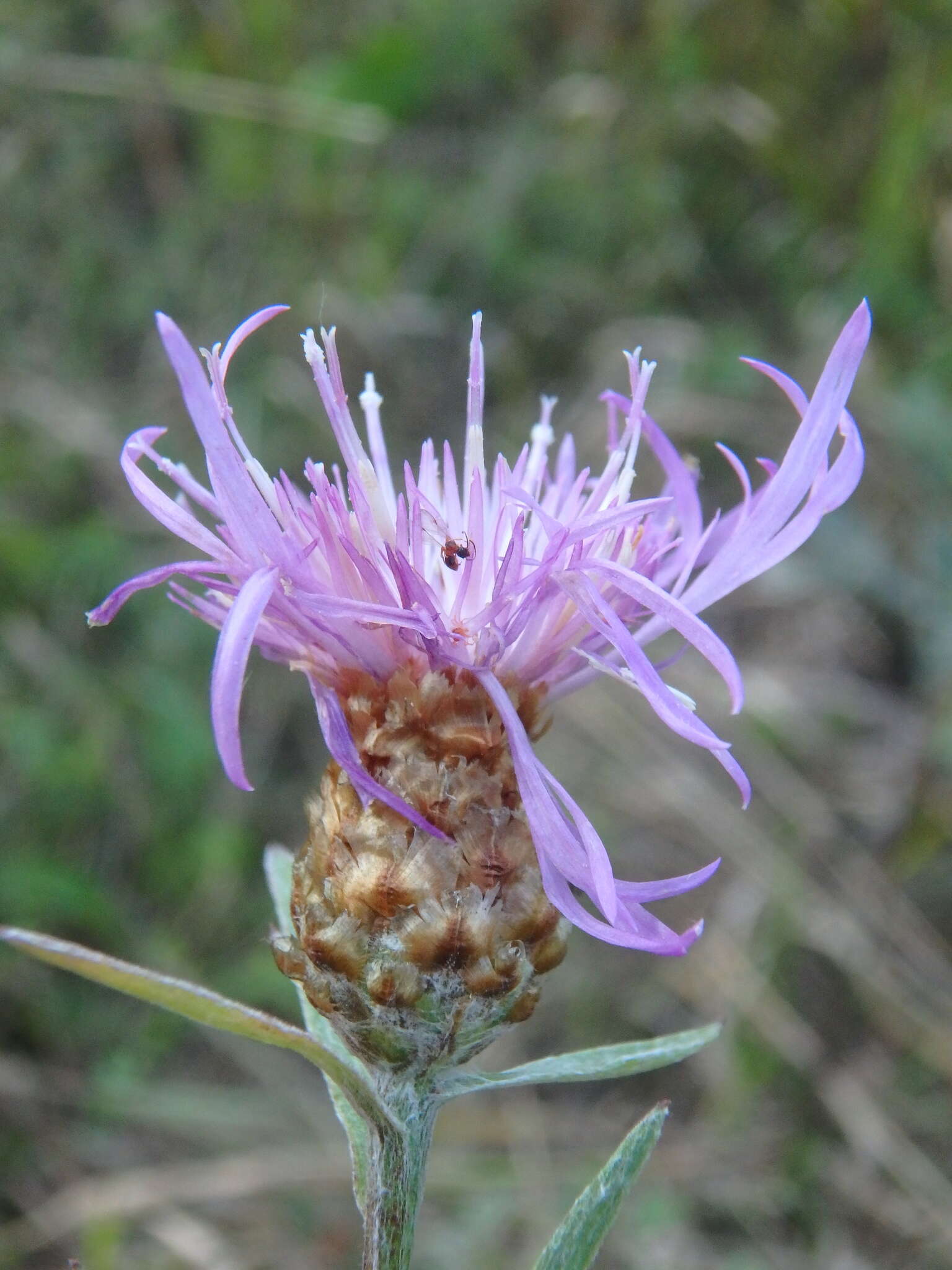 Image of Centaurea jacea subsp. substituta (Czer.) A. D. Mikheev