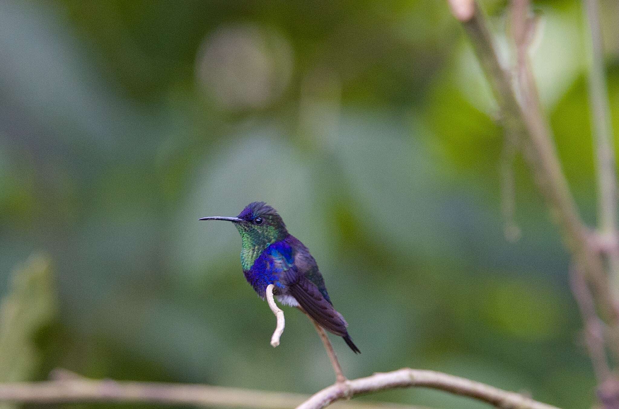 Image of Crowned Woodnymph