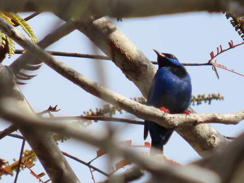 Image of Short-billed Honeycreeper