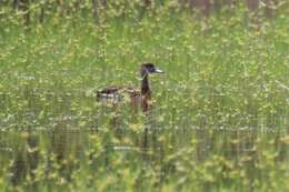 Image of Spotted Whistling Duck