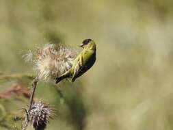 Image of Black-capped Siskin