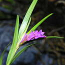 Imagem de Isochilus bracteatus (Lex.) Espejo & López-Ferr.