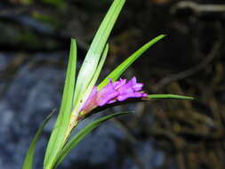 Imagem de Isochilus bracteatus (Lex.) Espejo & López-Ferr.