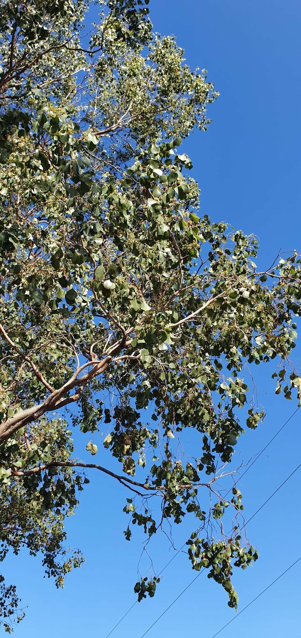 Image of Eucalyptus populnea F. Müll.