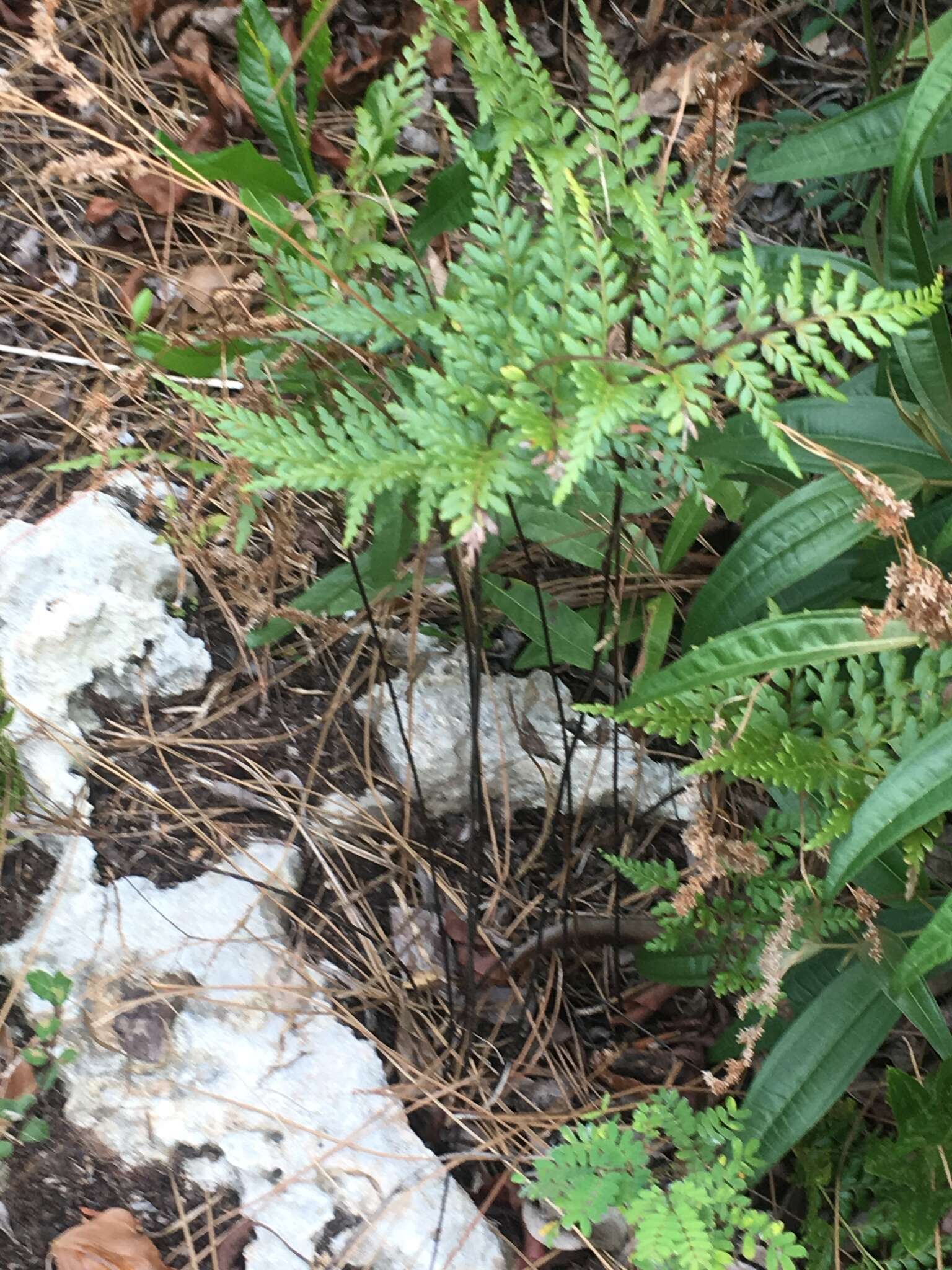 Image of pineland fern