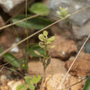 Слика од Alyssum strigosum Banks & Sol.