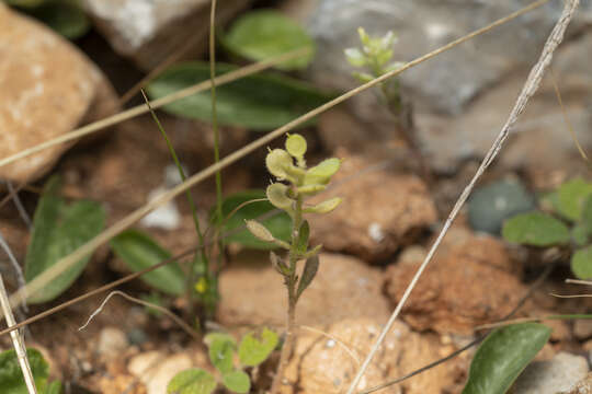 Слика од Alyssum strigosum Banks & Sol.