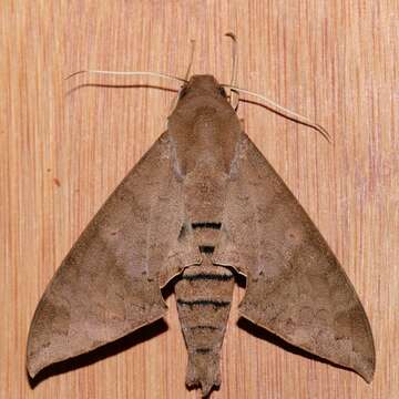 Image of False Fig Sphinx Moth