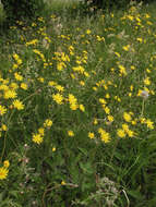 Image of Hieracium murorum subsp. murorum