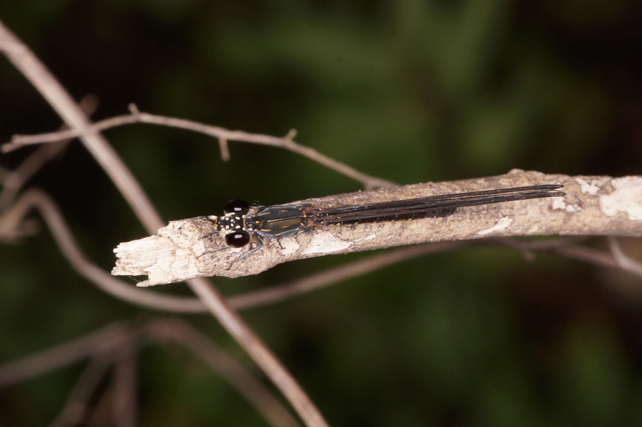 Libellago hyalina (Selys 1859)的圖片