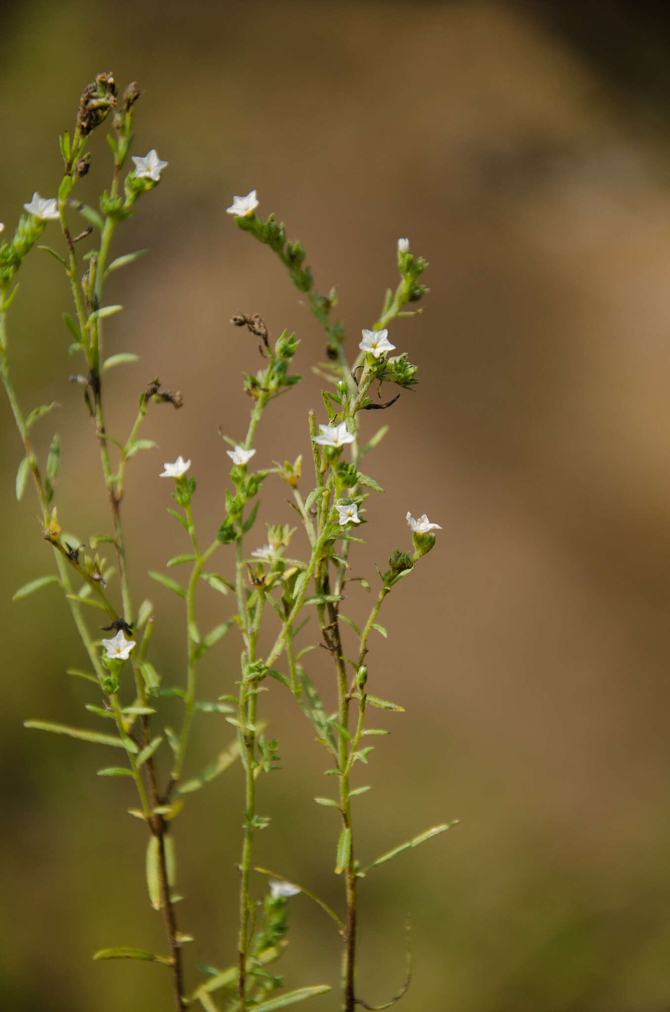 Image of Euploca strigosa (Willd.) Diane & Hilger