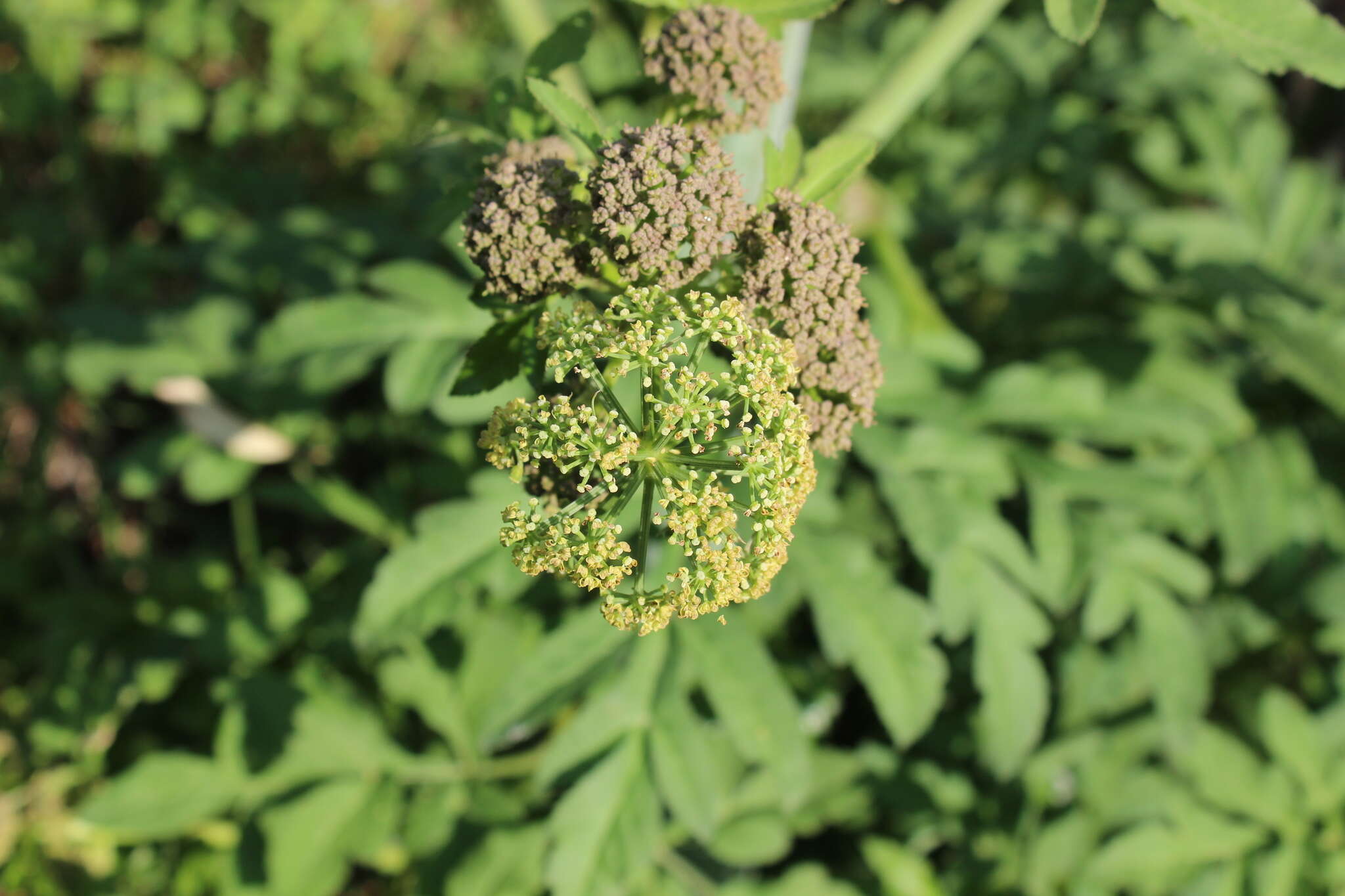 Imagem de Prionosciadium thapsoides (DC.) Mathias