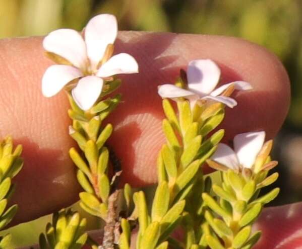 Image of Acmadenia rupicola I. Williams