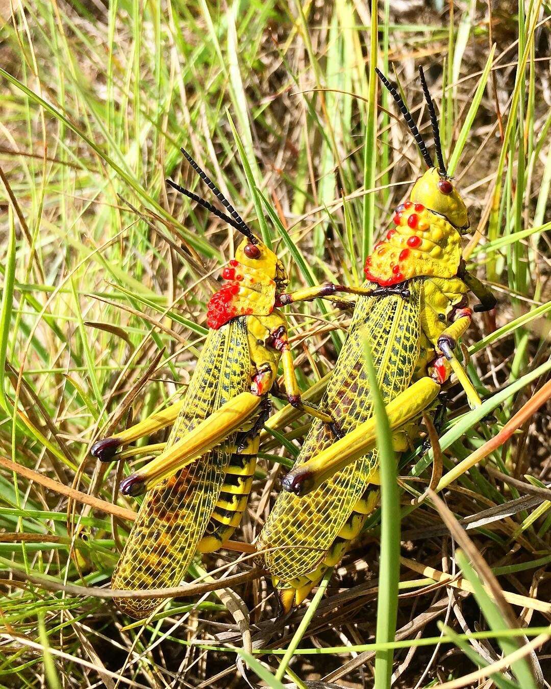 صورة Phymateus (Phymateus) karschi Bolívar & I. 1904