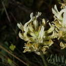 Sivun Astragalus hoodianus Howell kuva