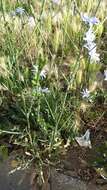 Image of Cichorium intybus subsp. intybus