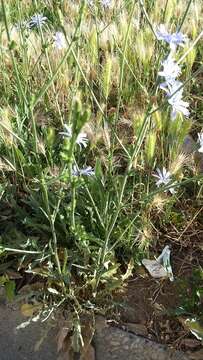 Image of Cichorium intybus subsp. intybus