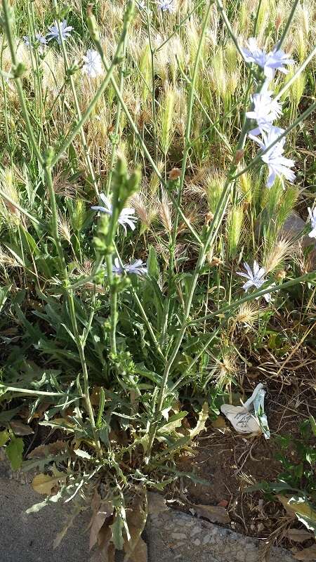 صورة Cichorium intybus subsp. intybus