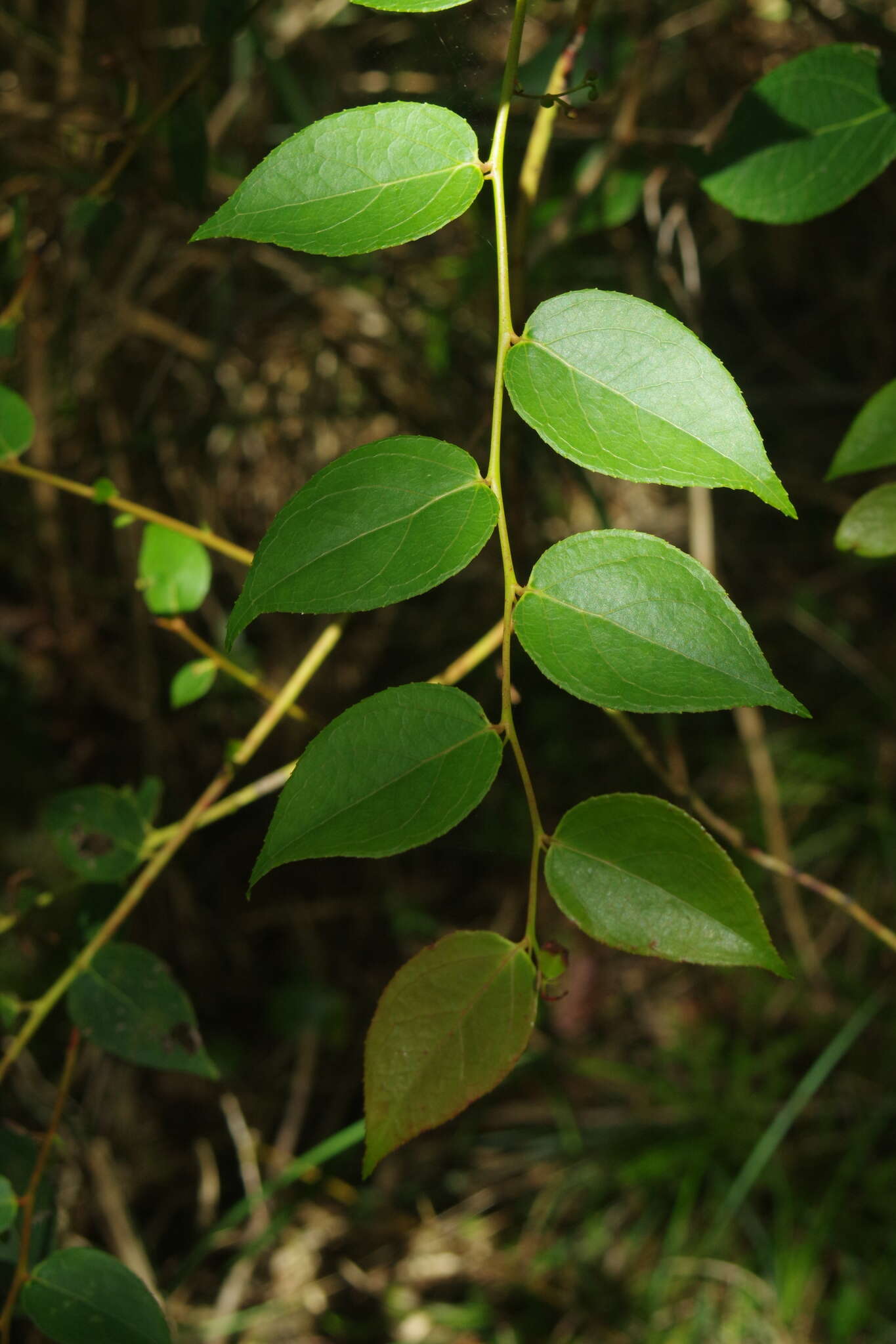 Image of Gaultheria leucocarpa var. cumingiana (Vidal) T. Z. Hsu