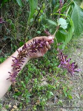 Image of Brazilian Firespike