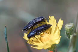 Imagem de Acmaeodera crinita melanosoma Lucas 1844