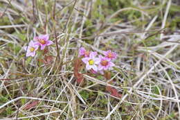 Image of hairy stonecrop