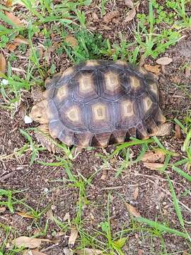 Image of spurred tortoise